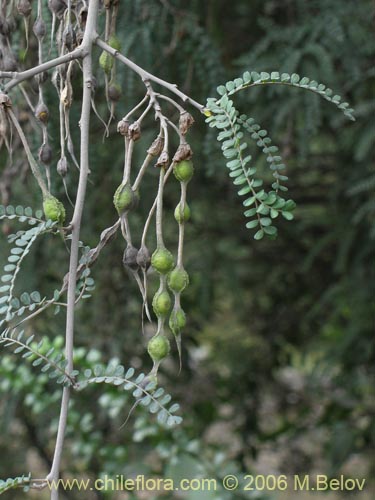 Imágen de Sophora cassioides (Pelú / Mayu-monte / Pilo). Haga un clic para aumentar parte de imágen.